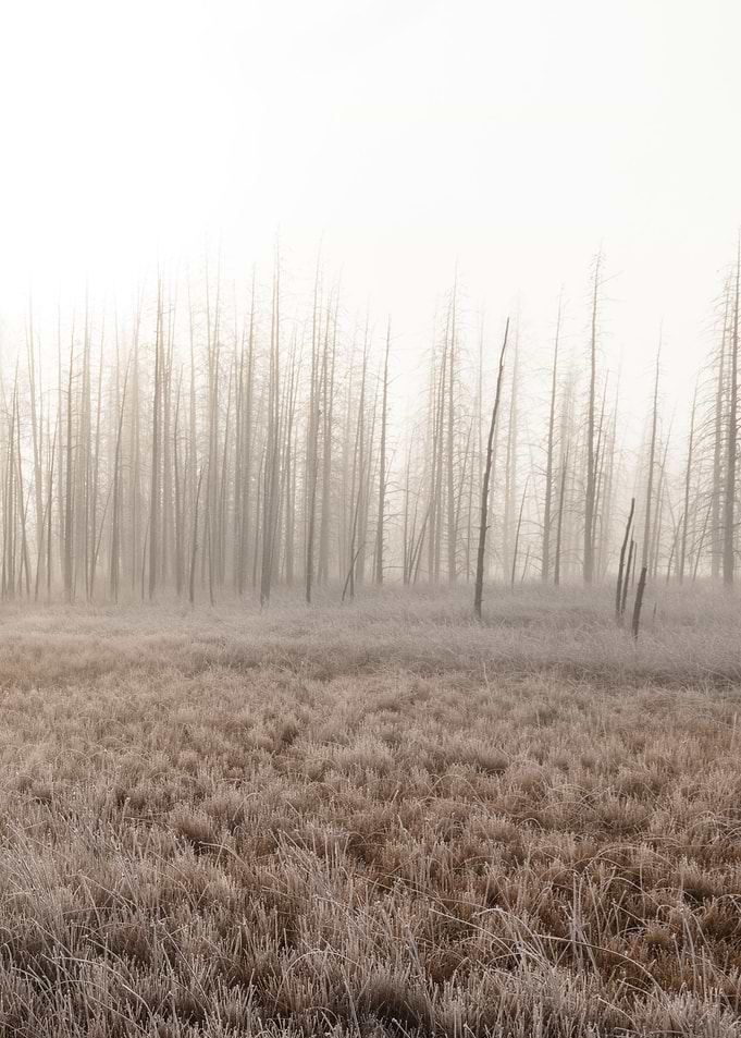 Fog in the Sunrise