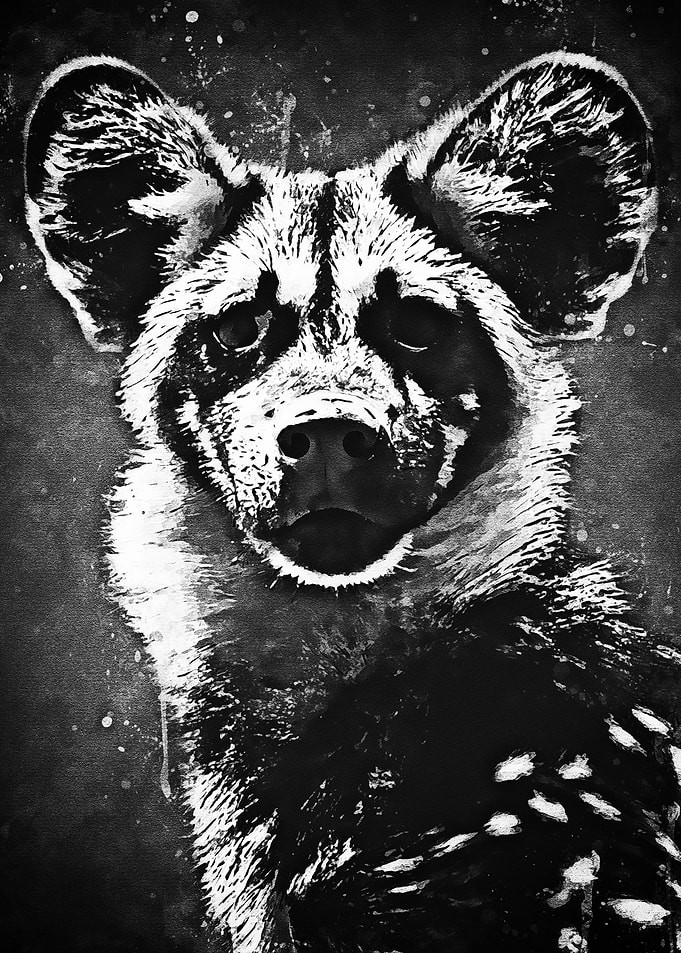 Black Cheetah