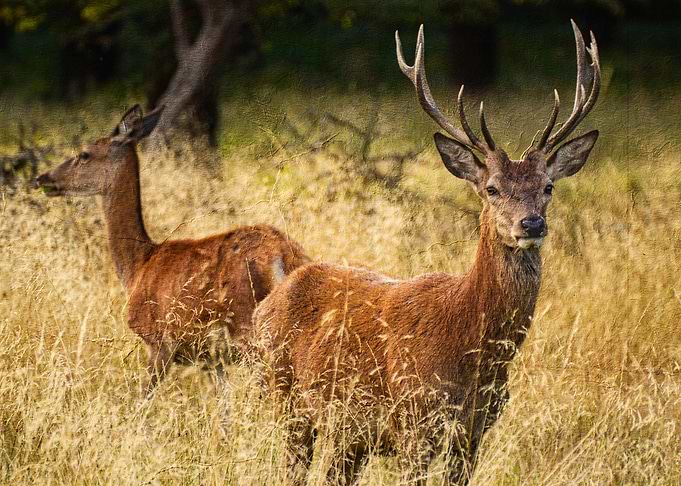 cute deer