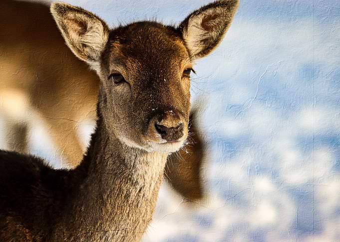 cute deer