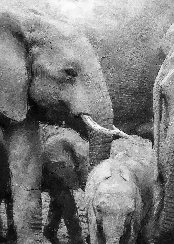 Animals