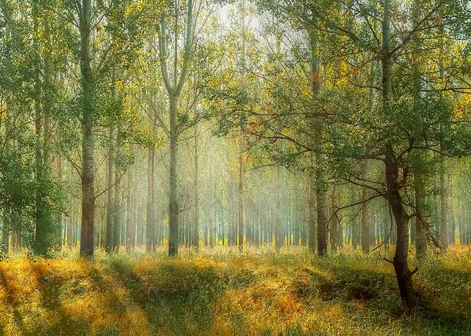 Vietnamese Landscape