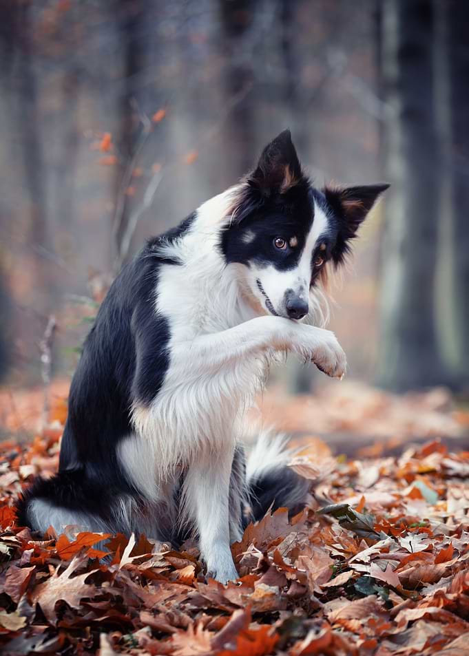 Border collie dog portrait