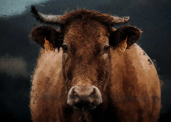 cute cow