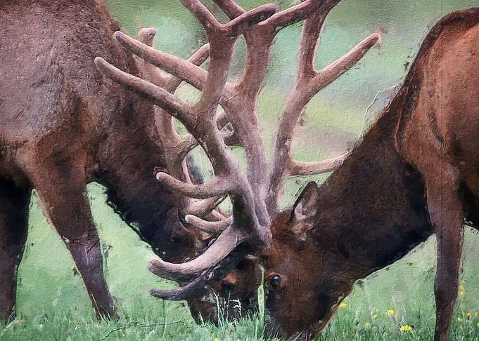 Deer