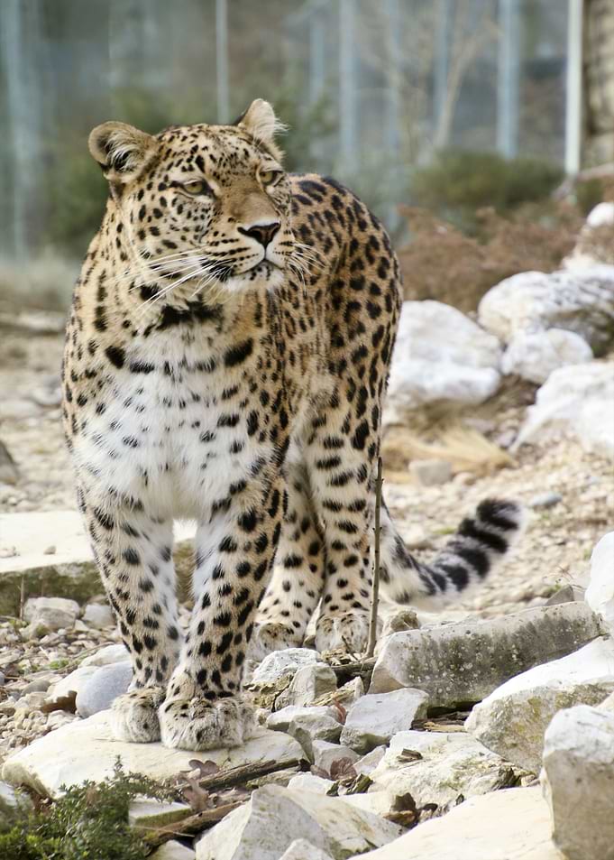 Snow Cheetah