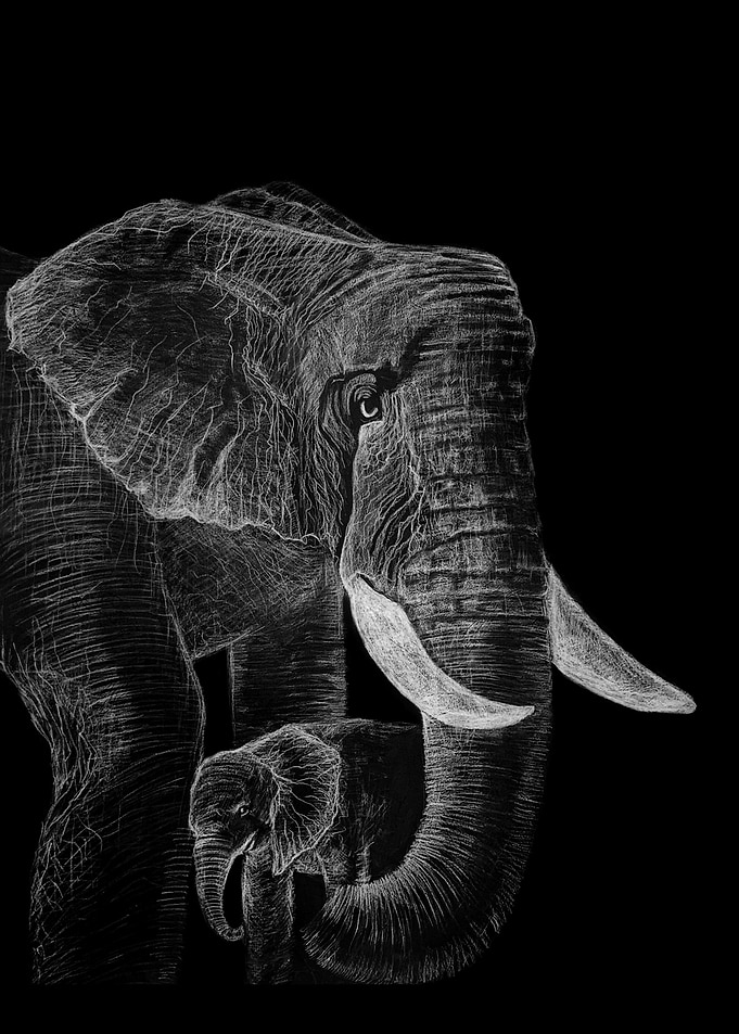 The Elephants