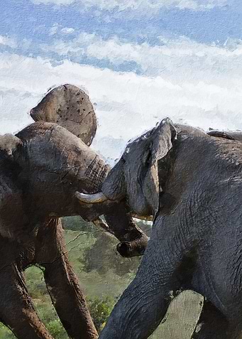 Elephant