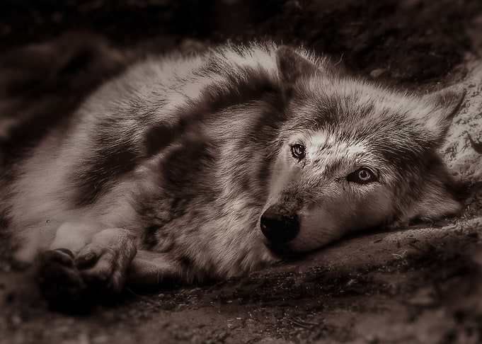 Animals Wild Wolf Nature