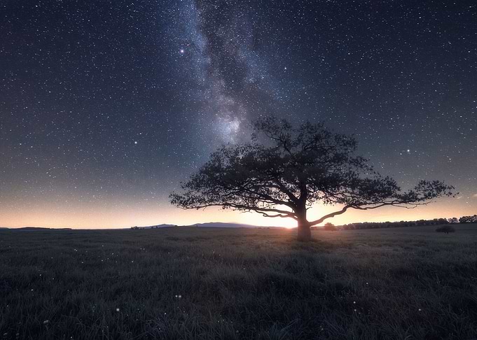 Night Tree