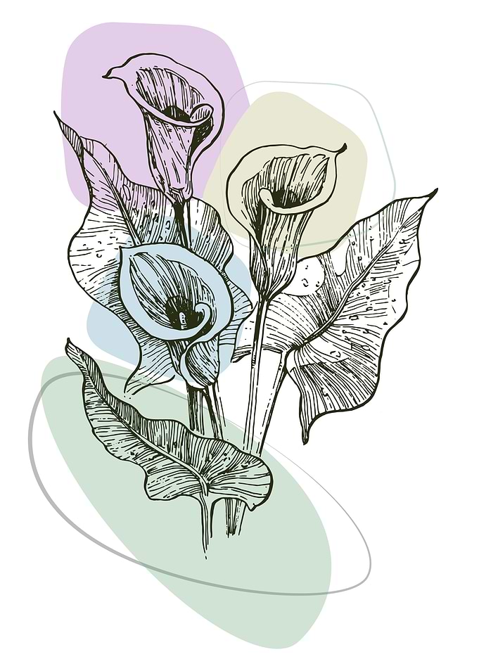 Lily