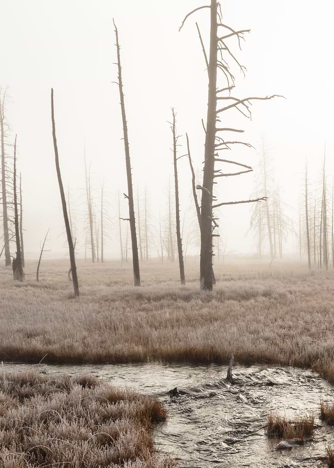Creek through the fog