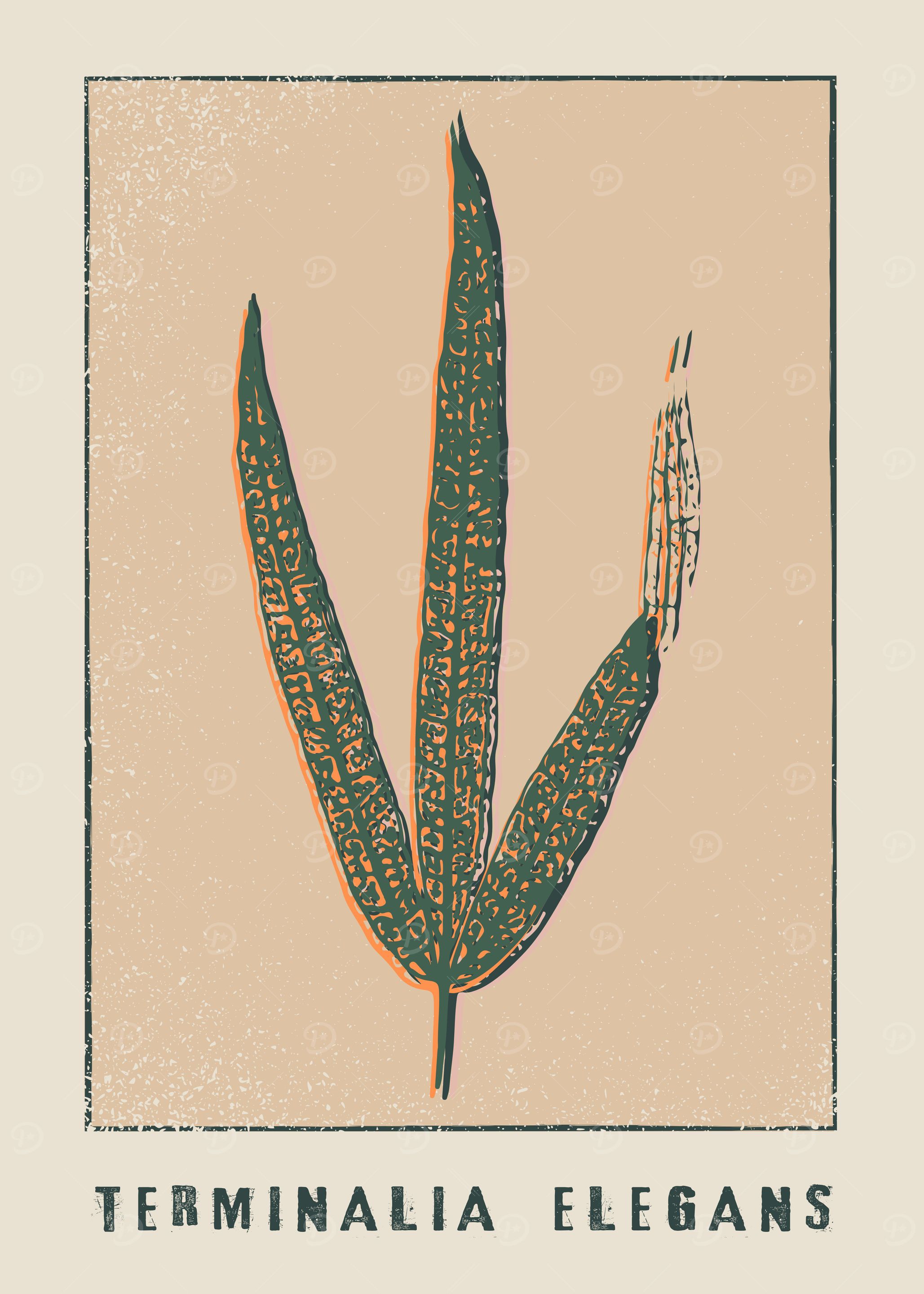 Terminalia elegans