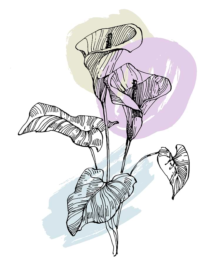 Calla and lily Minimalist