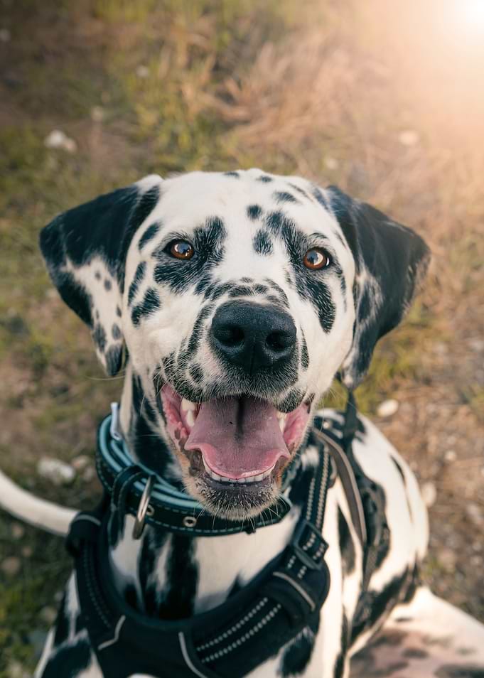 Smiling Dalmatian