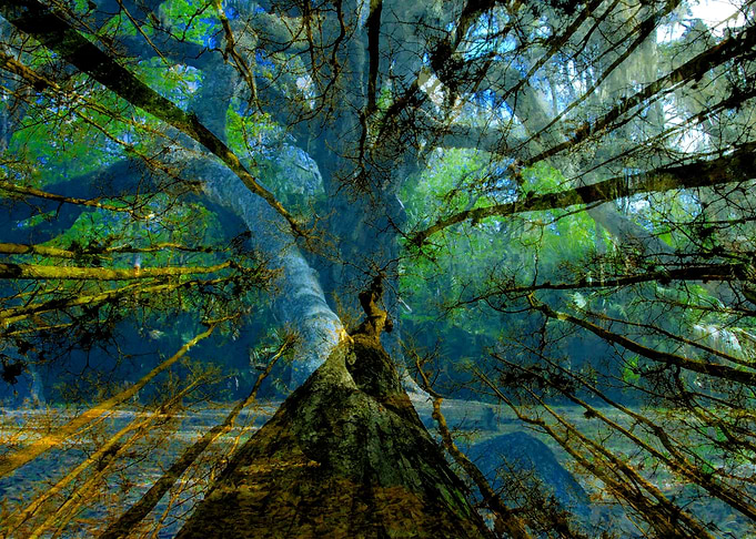 Old Growth