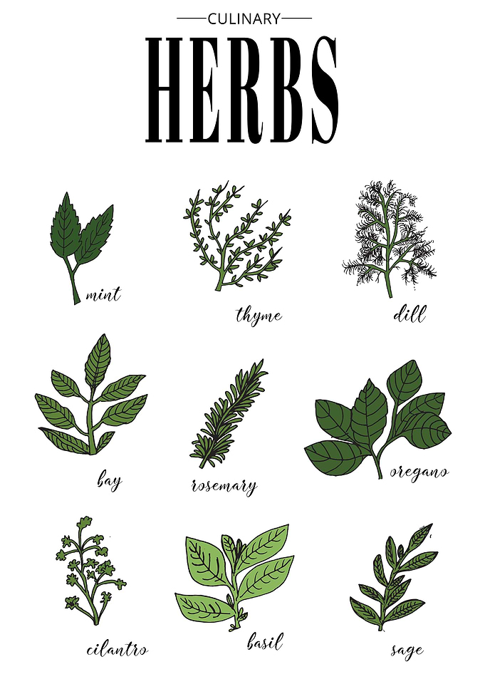 Herbs for Kitchen Food