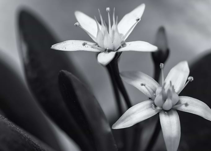 Jade Flowers