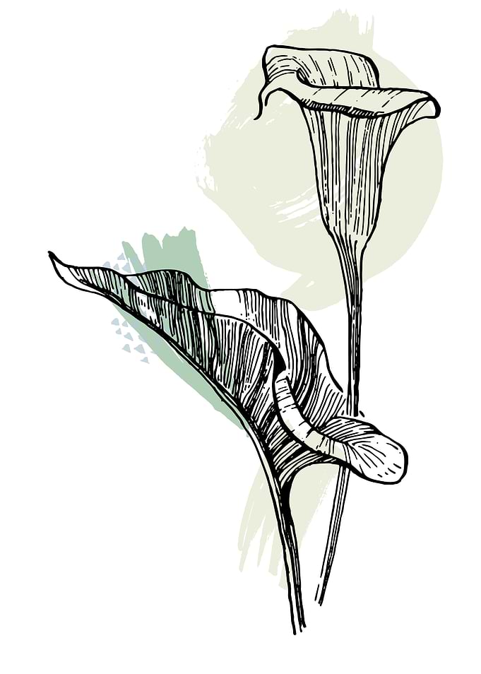 lily