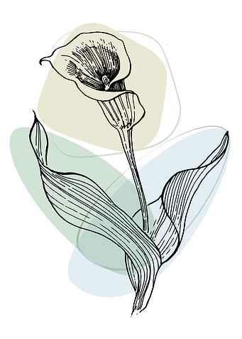 Calla and lily
