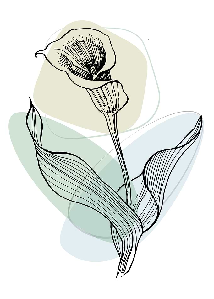 Calla and lily