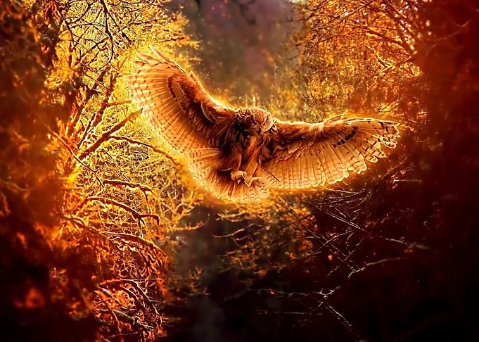 Owl