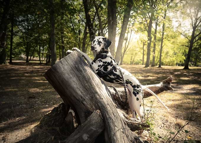 Dalmatian model