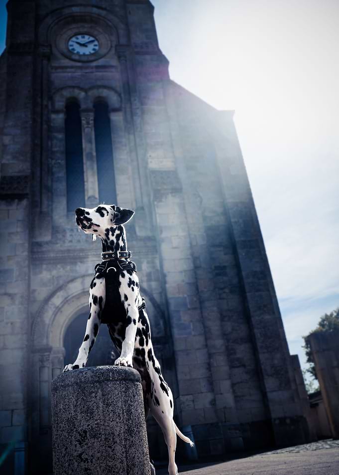 Clock Dalmatian