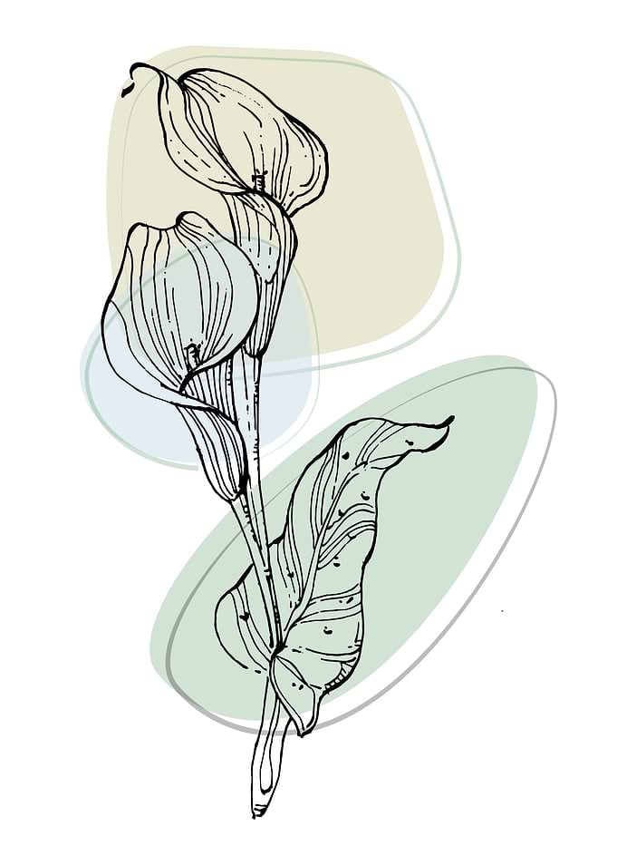 Calla lily