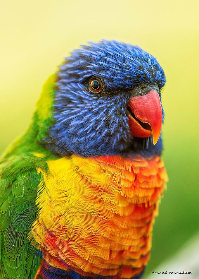 Couleur naturelle