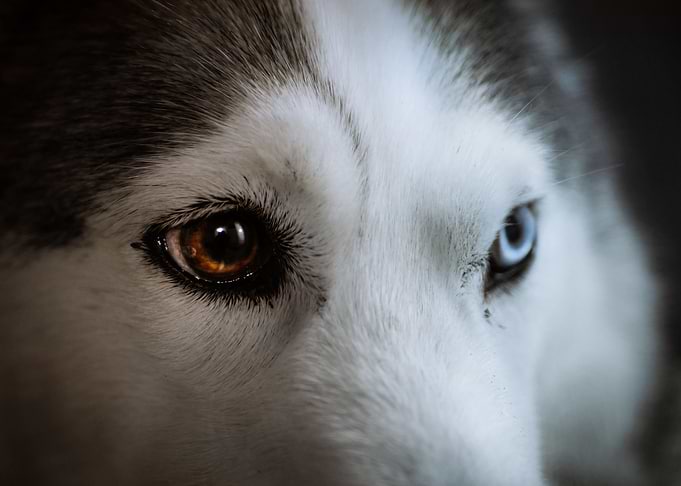 Husky eyes