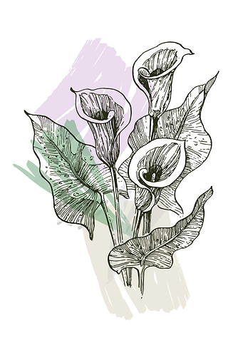 Calla lily