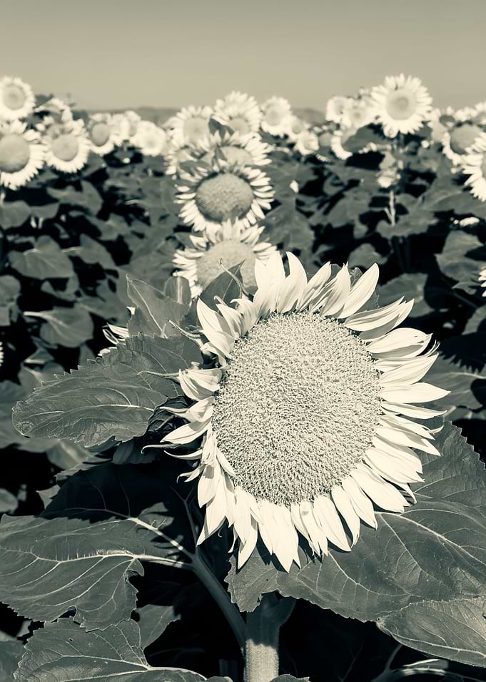Sunflowers