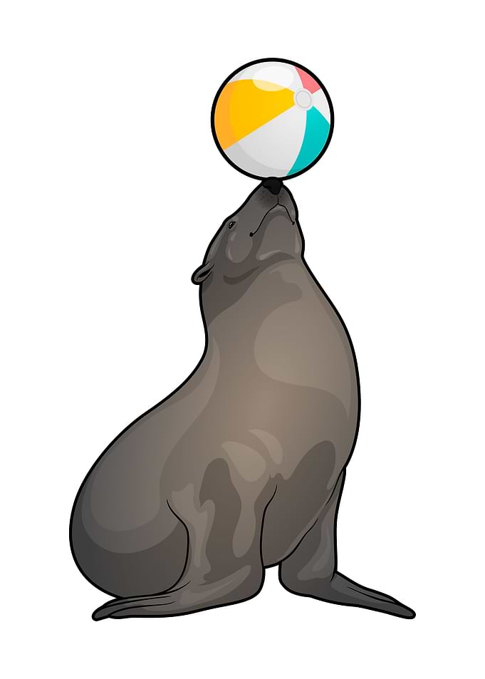 Seal Water polo
