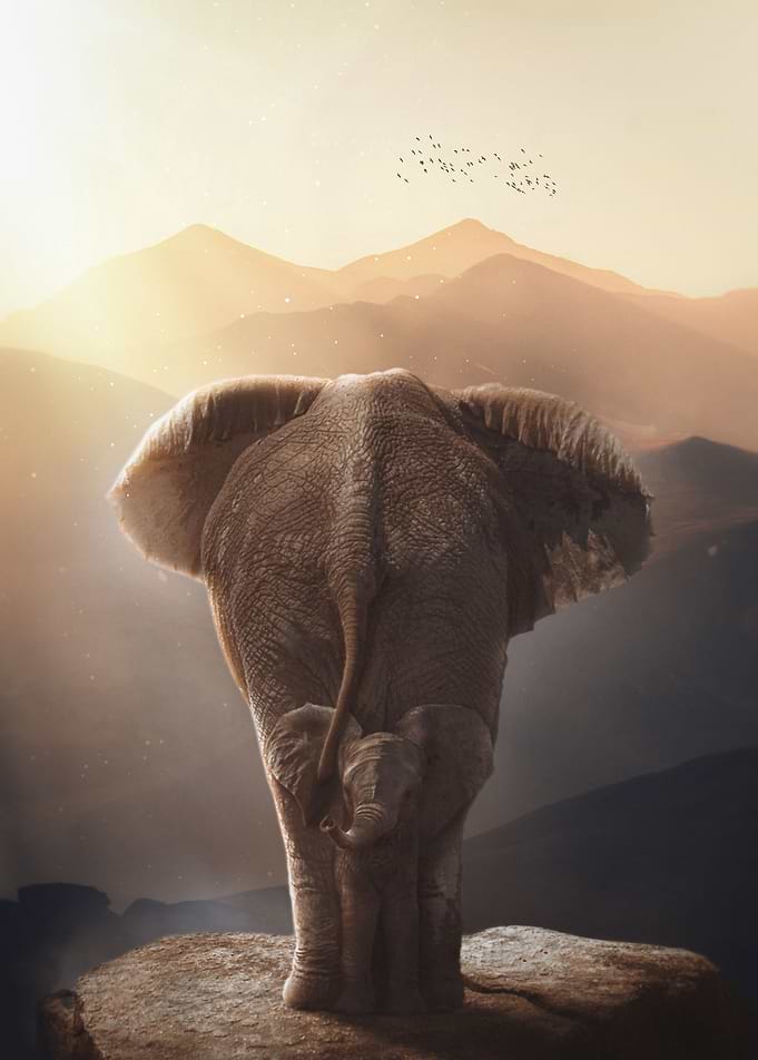 Mother and Baby Elephant