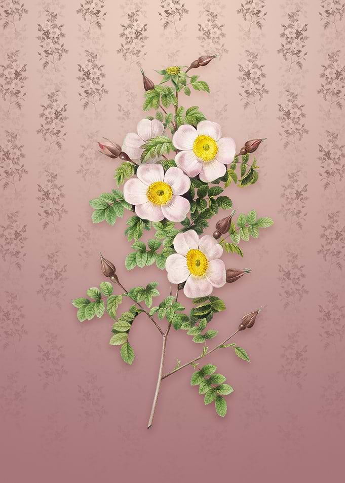 Thornless Burnet Rose