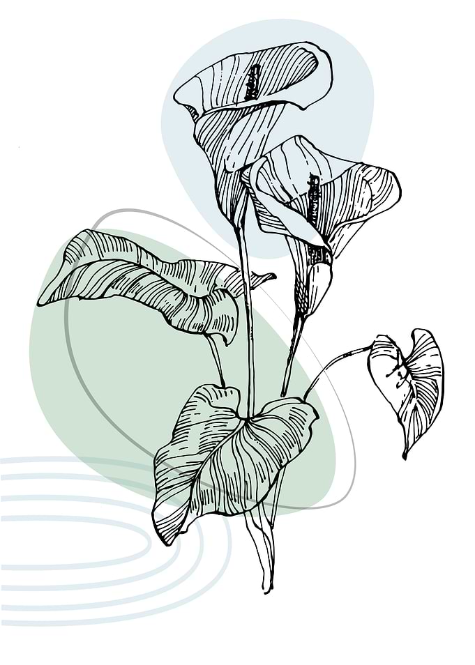 Calla and lily