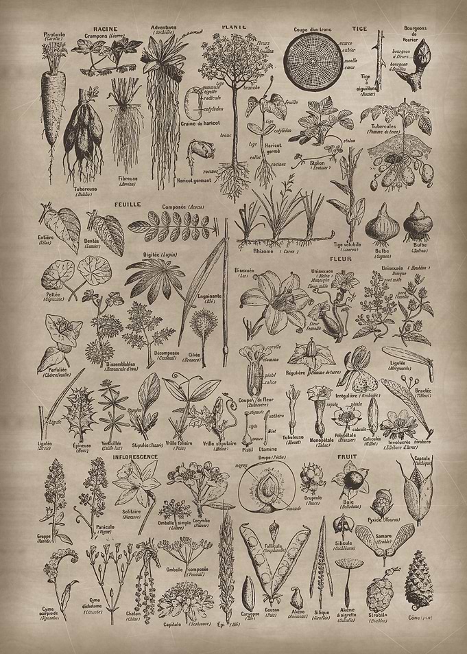 Plant Guide