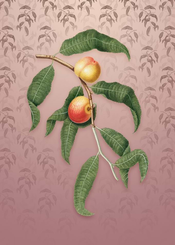 Peach on Dusty Pink