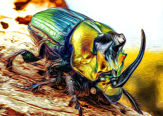 Rhinoceros Beetle