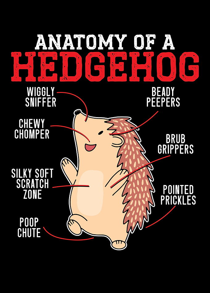 Anatomy Of A Hedgehog