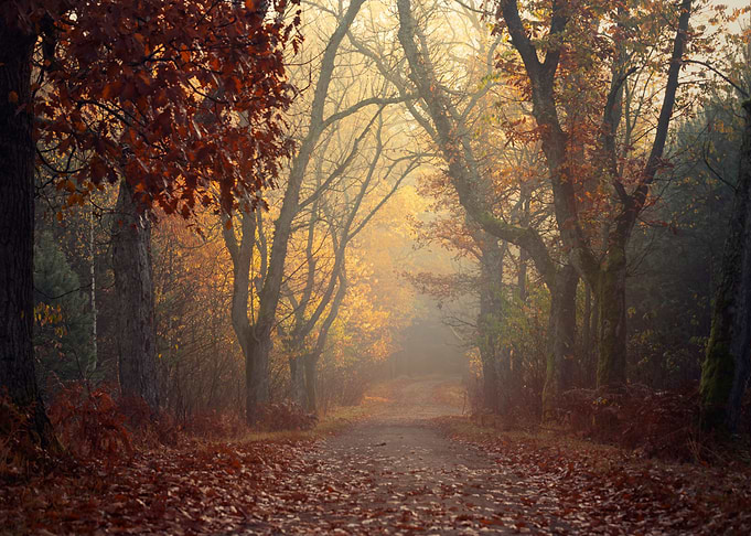 Autumn travel, misty road
