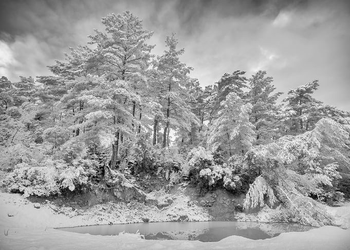 Snowy Trees by the Pond