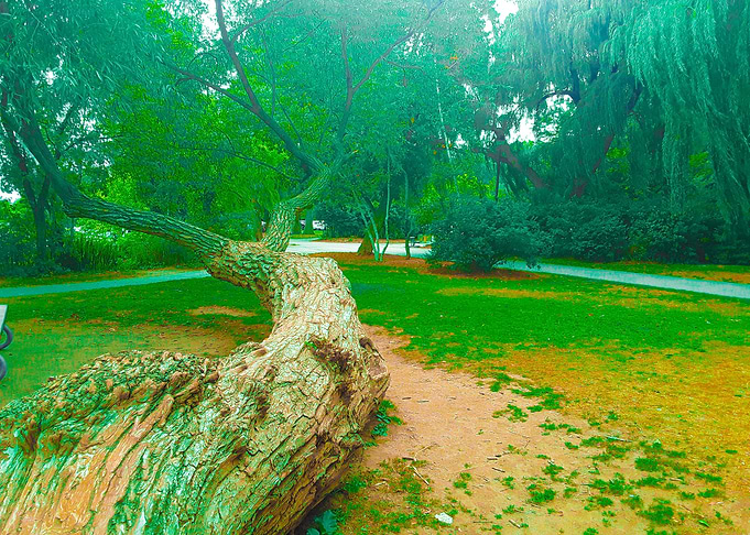 Lonely Tree