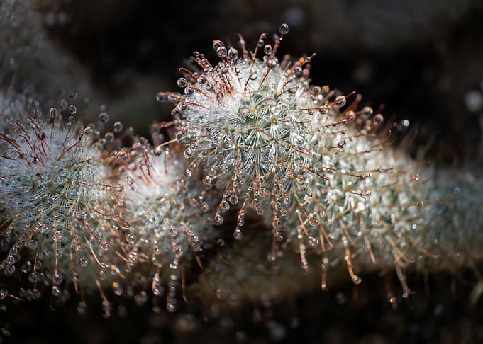 Echinocereus Cactus