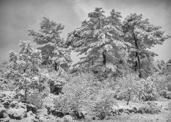 Snow capped trees