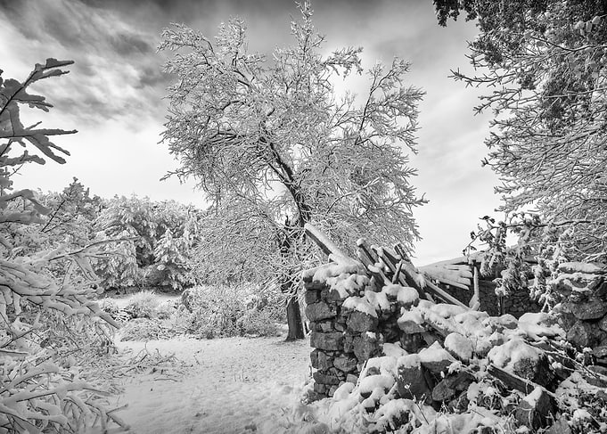 House ruins and a tree