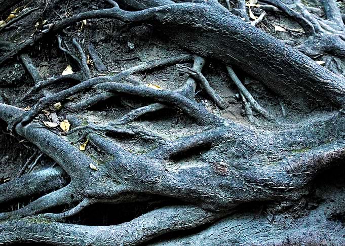 Tree Gnarled Roots