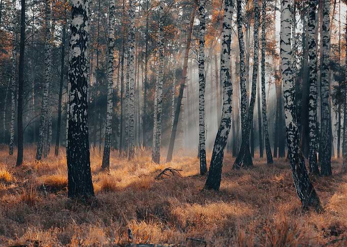 Autumn trees, forest, sun