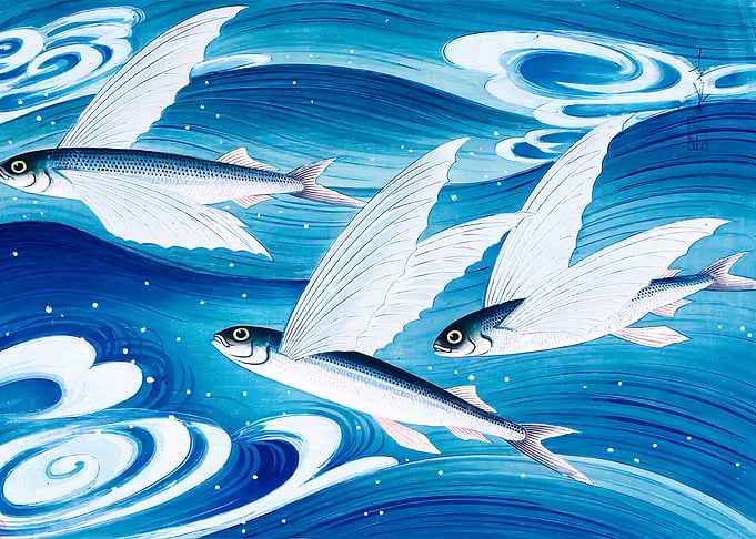 Japanese flying fish